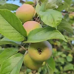 Le Petit Loup Grande Maison De Charme En Campagne * LʼOie