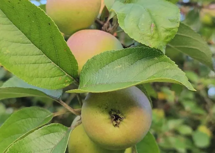 Le Petit Loup Grande Maison De Charme En Campagne * LʼOie