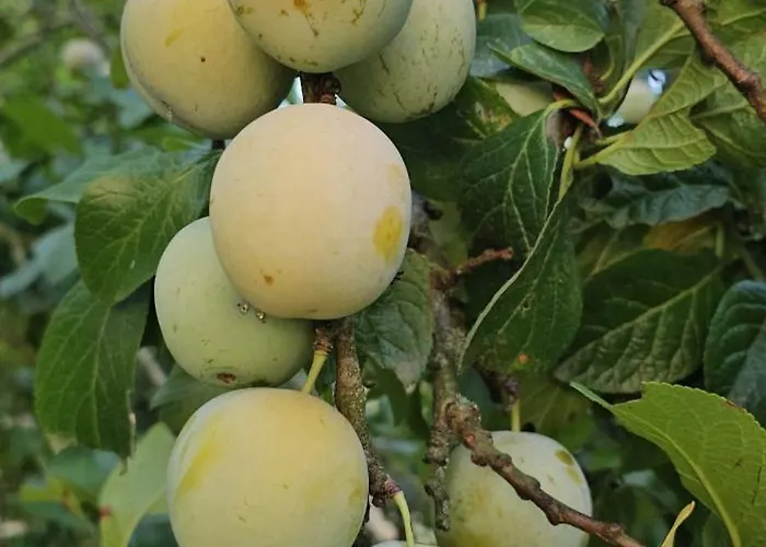 Le Petit Loup Grande Maison De Charme En Campagne *